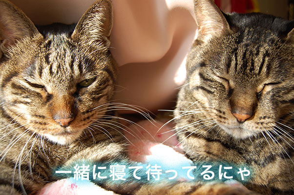 老猫の介護と看取りについて 2匹を立て続けに失ったからこそ分かったこと 千葉県市川市 船橋市 フラワーアレンジメント教室 Niko Hana にこはな